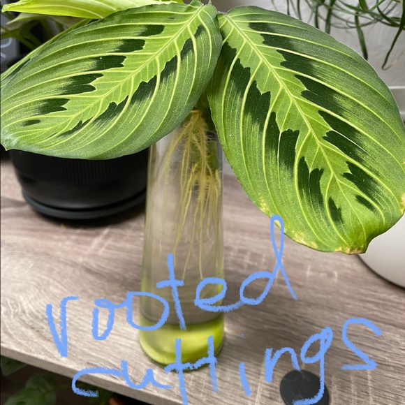 Maranta Prayer Plant Cutting - Picture 5 of 5
